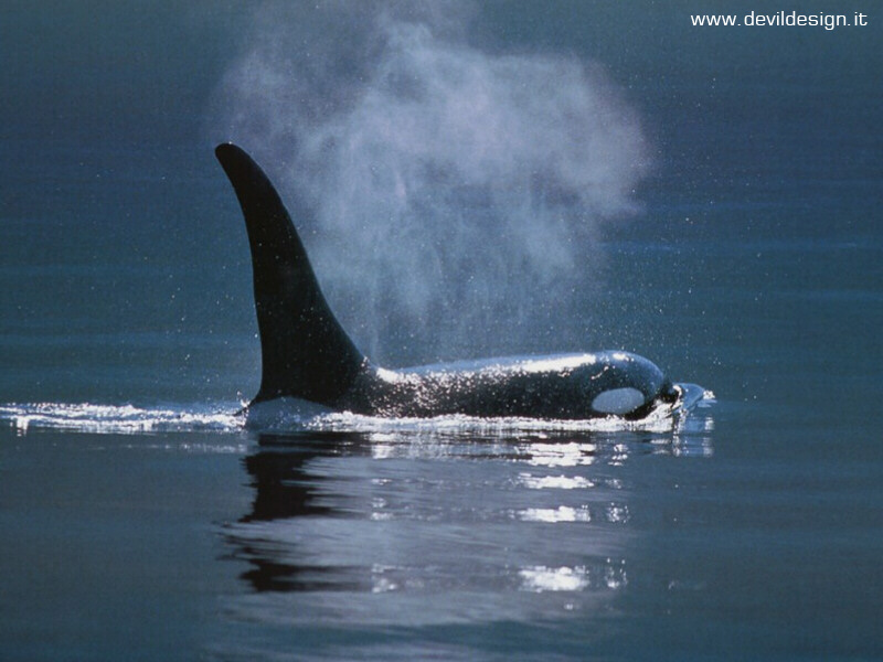 wallpaper'd - beasts orca (600x800) copia
